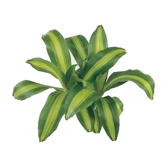 Lakpura Dracaena Massangeana (20 bladeren) Medium