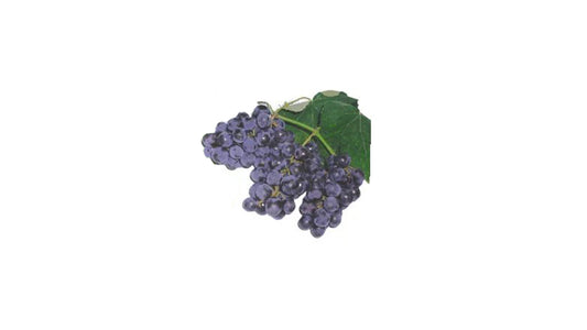 Isabella Grapes (ඉසබෙලා මිදි ලේයර්) Fruit Plant