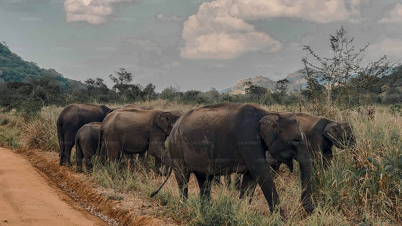 De Big 5 in het zuidelijke kustseizoen (7 dagen)