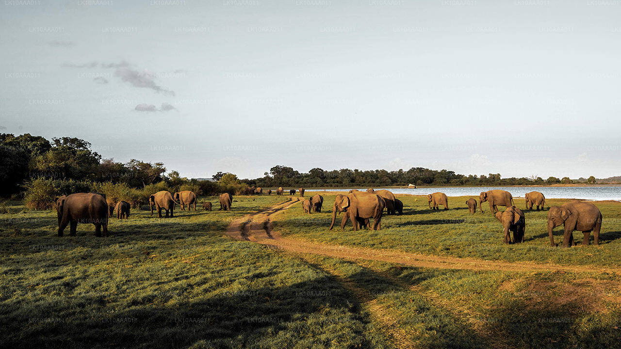 Hoogtepunten van Sri Lanka (10 dagen)