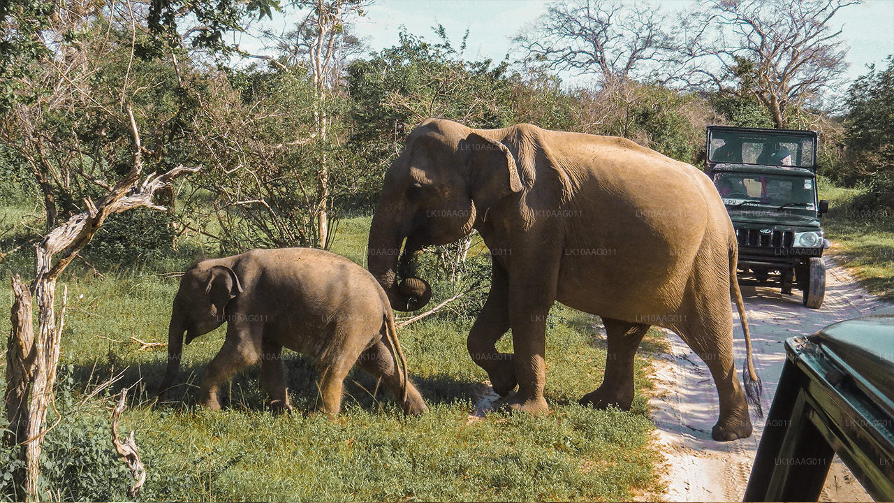 Wilde dieren in Sri Lanka (10 dagen)