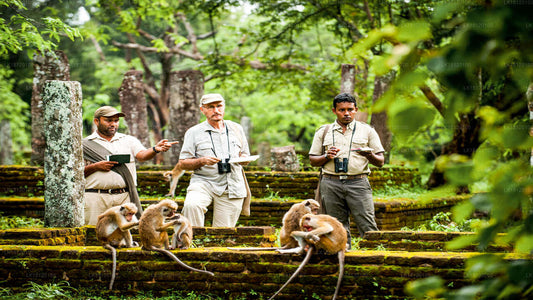 Ontdek het Monkey Kingdom vanuit Polonnaruwa