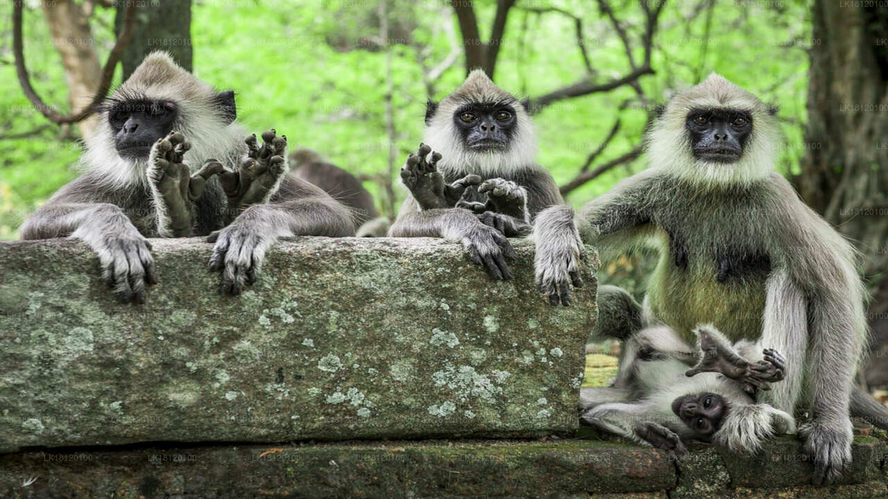 Ontdek het Monkey Kingdom vanuit Polonnaruwa