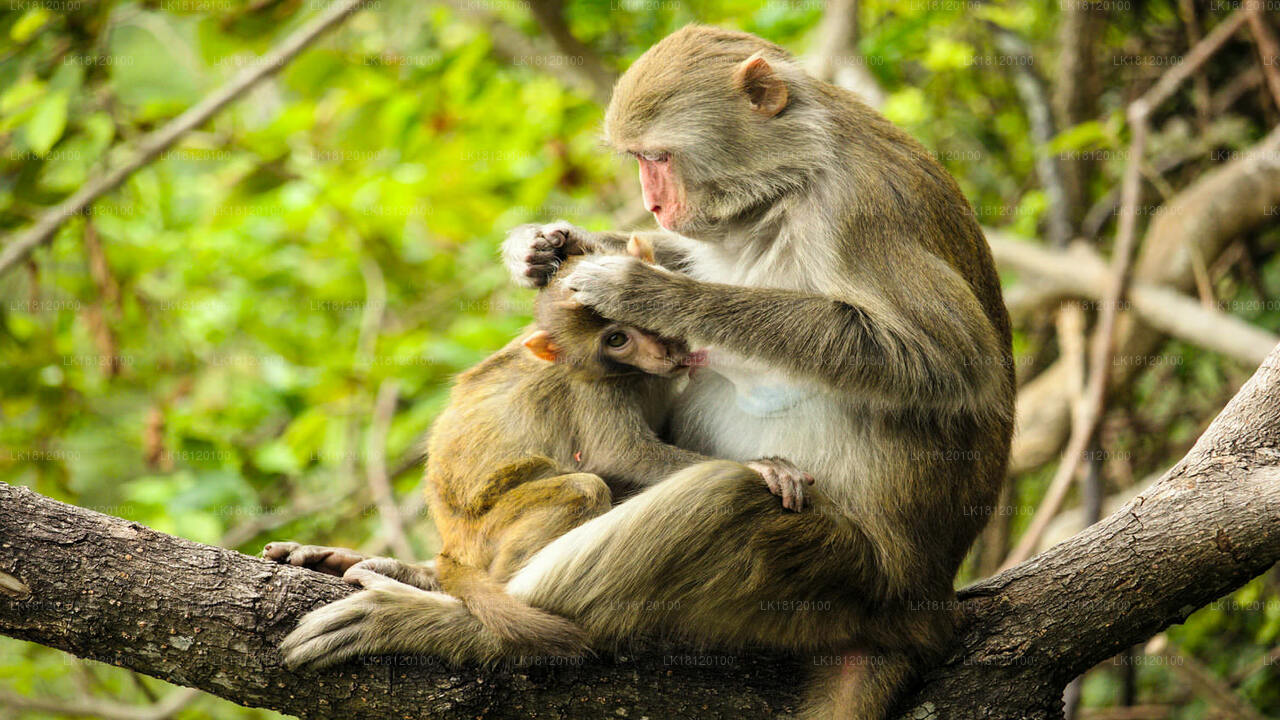 Ontdek het Monkey Kingdom vanuit Polonnaruwa