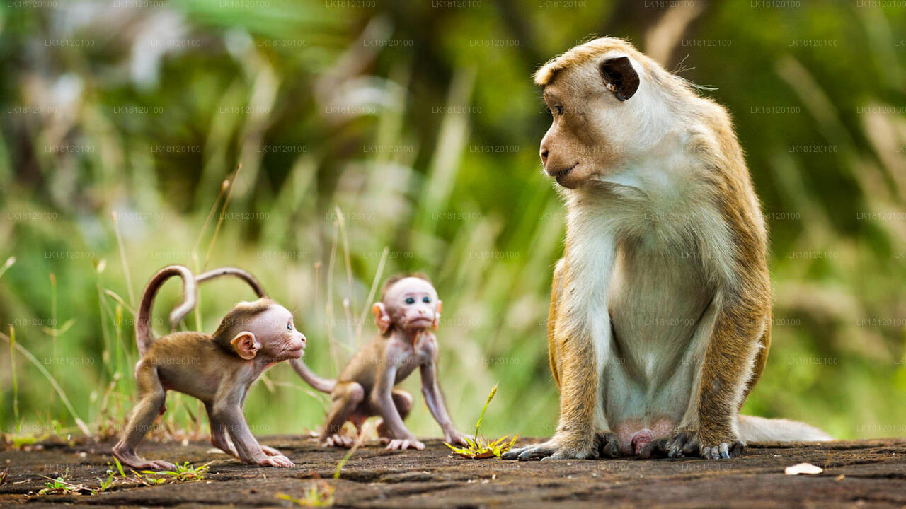 Ontdek het Monkey Kingdom vanuit Polonnaruwa