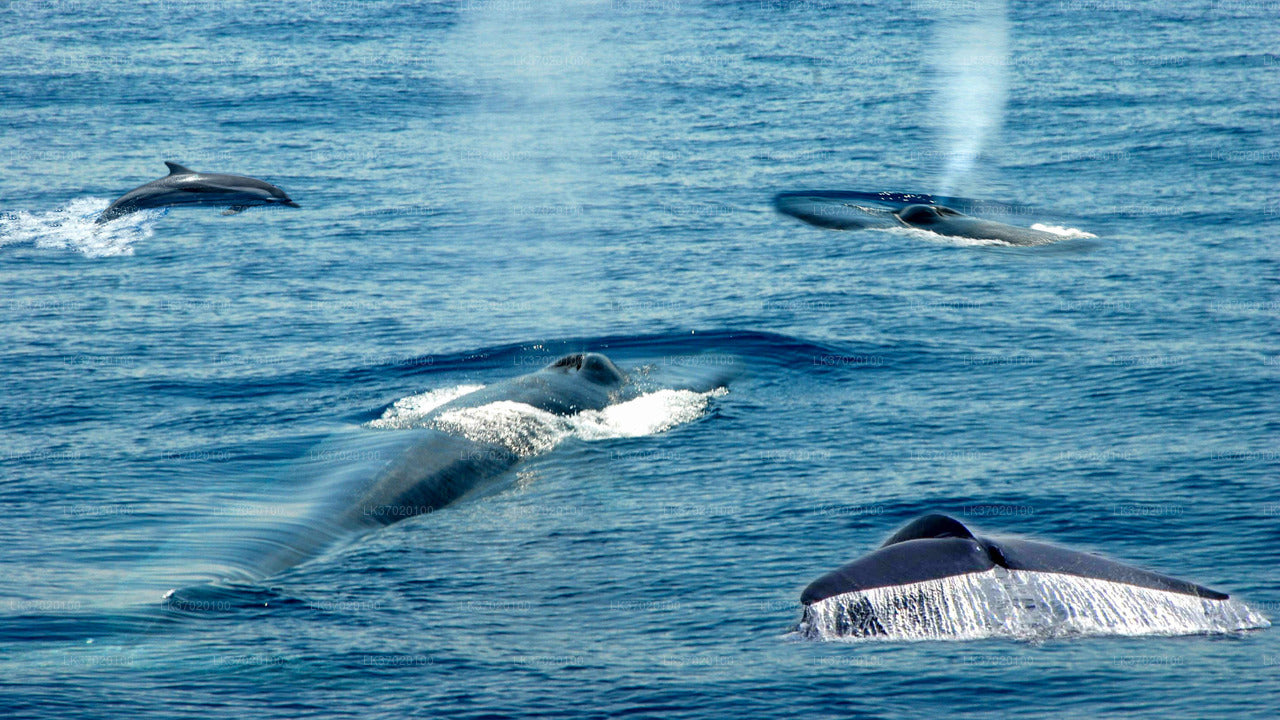 Boottocht om walvissen te spotten vanuit Ahungalla