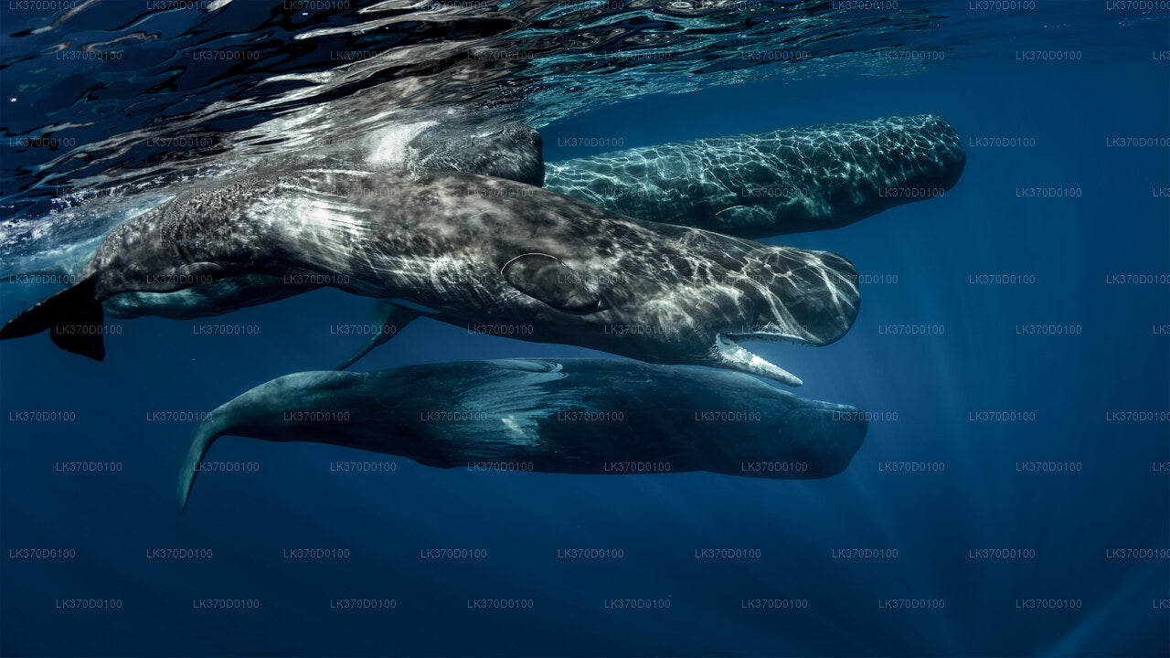 Gedeelde boottocht naar walvissen spotten vanuit Bentota