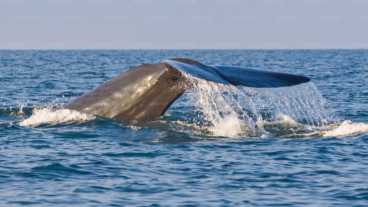 Boottocht om walvissen te spotten vanuit Hikkaduwa