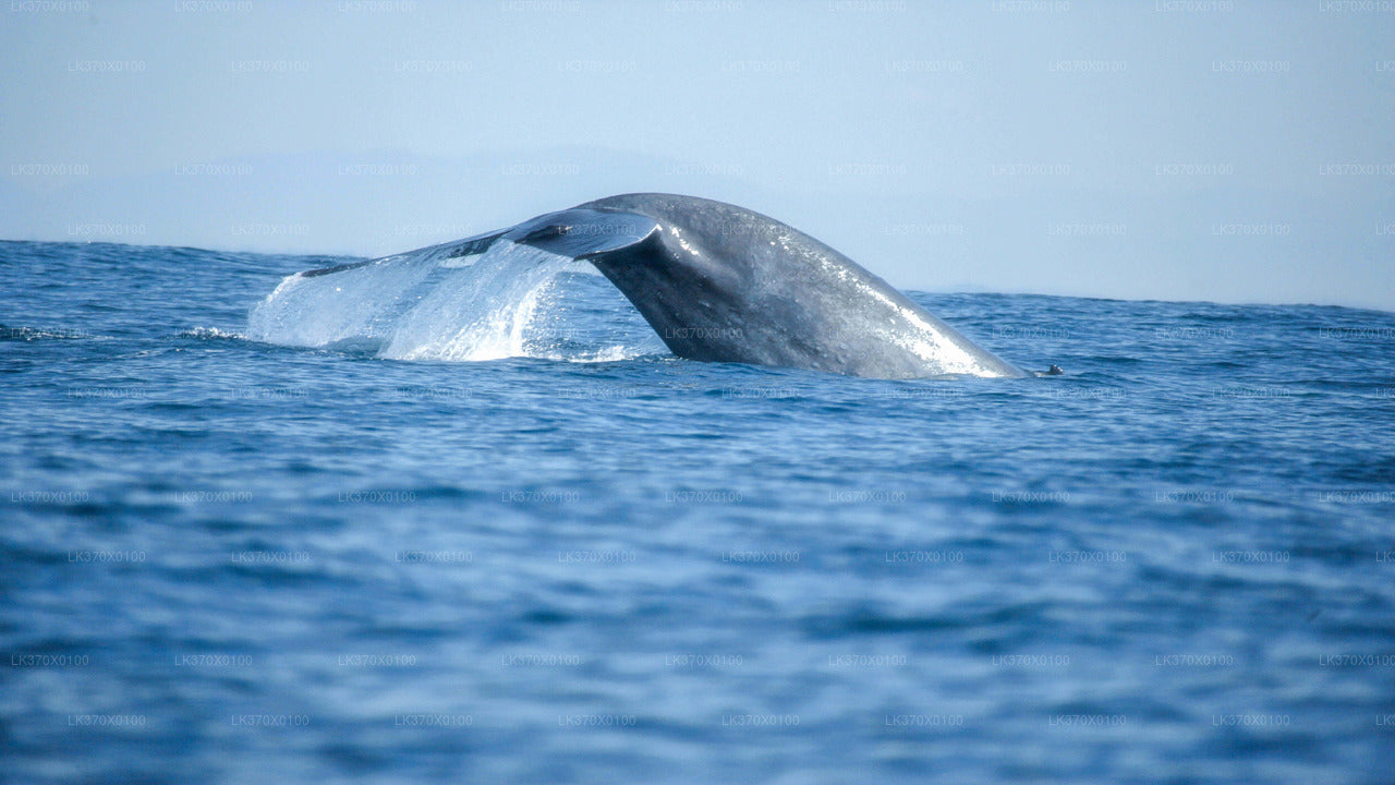 Boottocht om walvissen te spotten vanuit Hikkaduwa