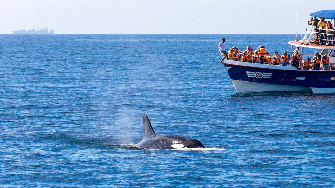 Boottocht om walvissen te spotten vanuit Kalpitiya