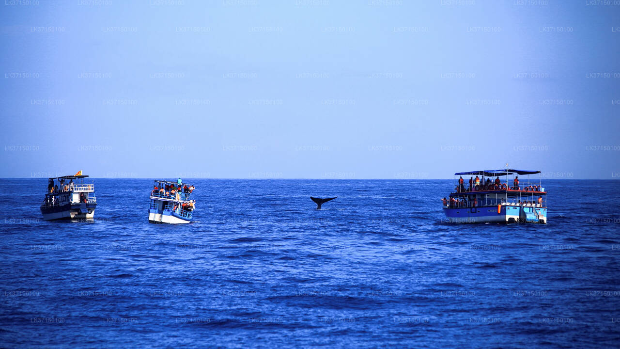 Boottocht om walvissen te spotten vanuit Kalpitiya