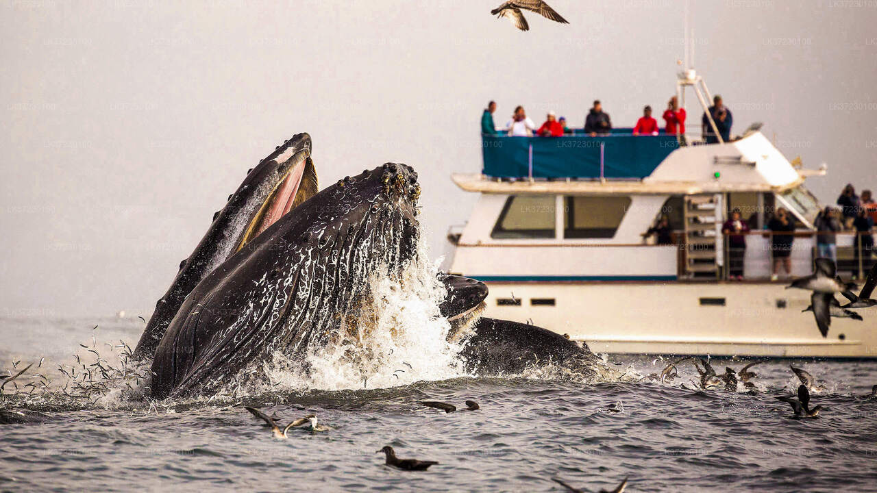 Whale Watching Boat Tour from Trincomalee