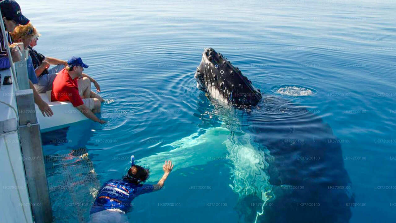 Boottocht om walvissen te spotten in Mirissa