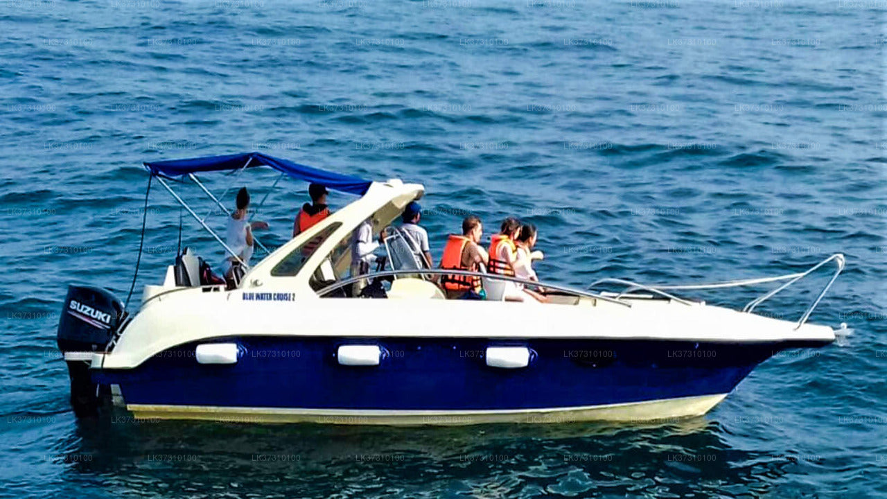 Whale Watching Boat Tours from Ahangama