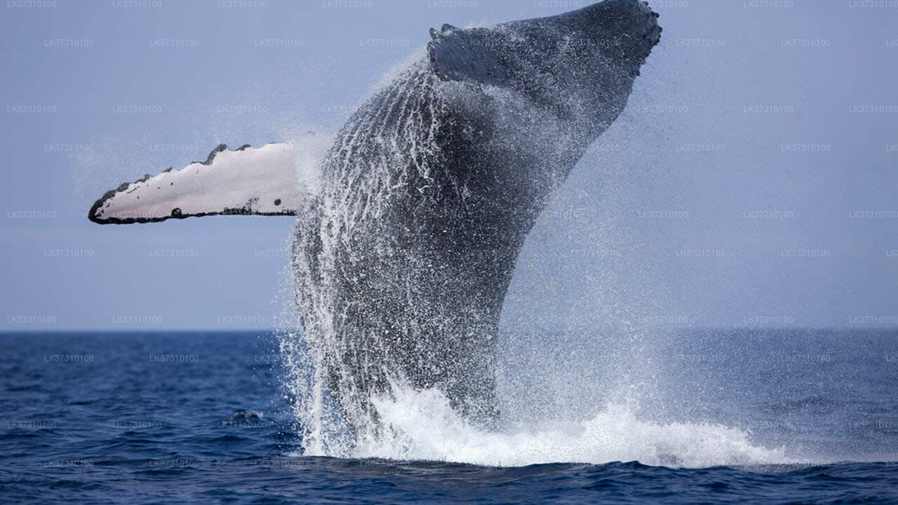 Whale Watching Boat Tours from Ahangama