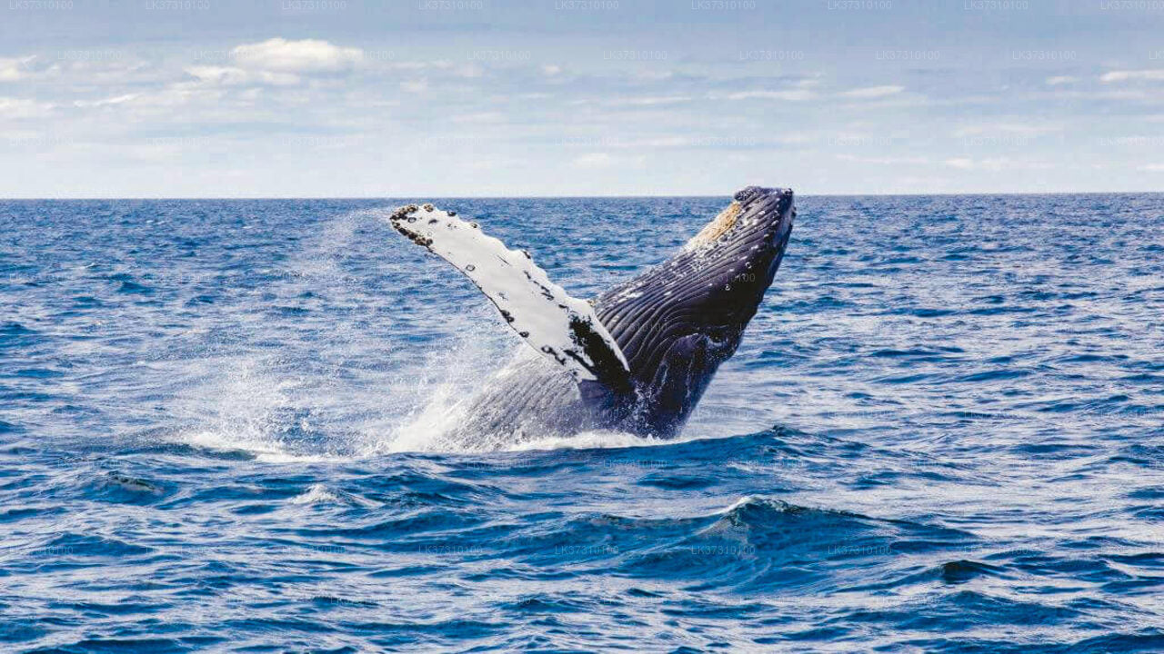 Whale Watching Boat Tours from Ahangama