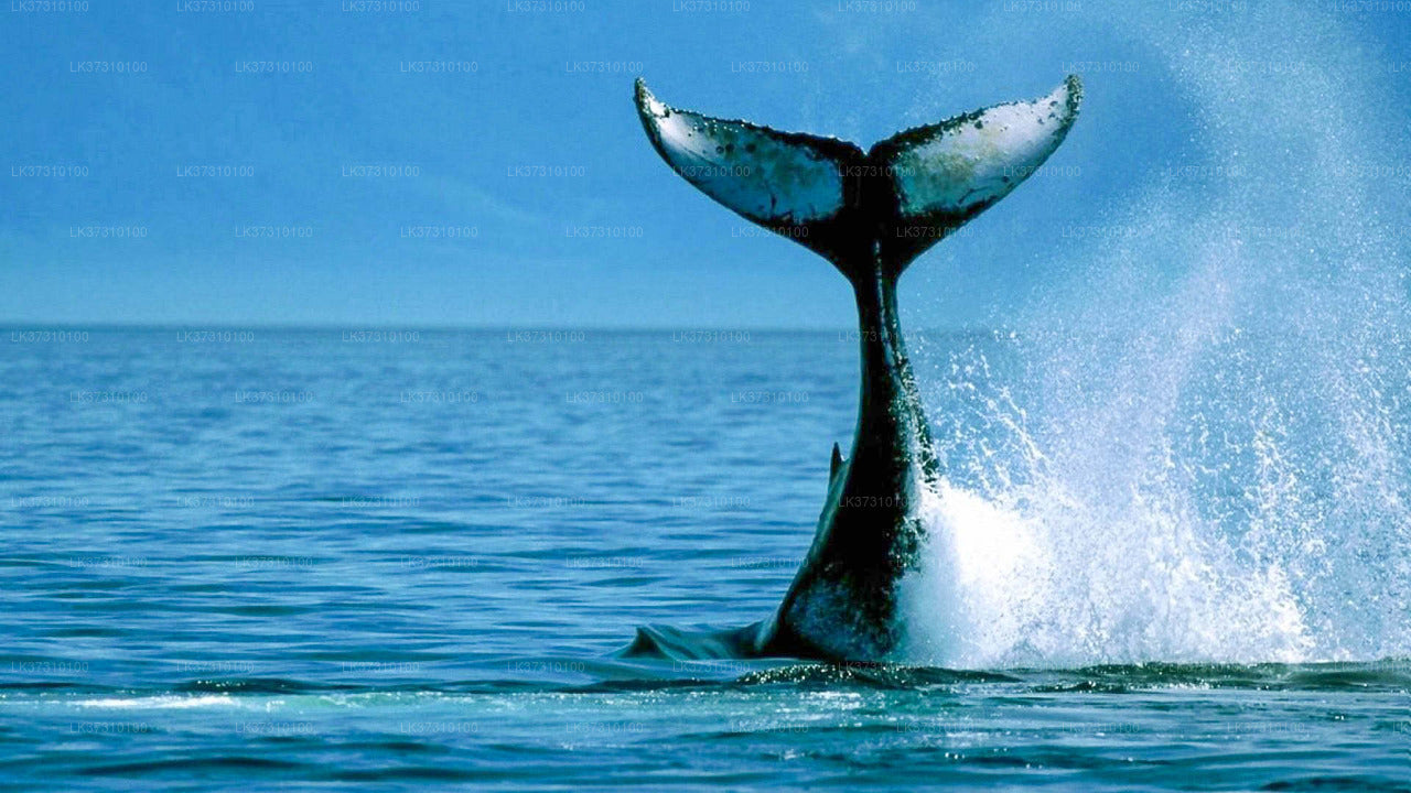 Whale Watching Boat Tours from Ahangama