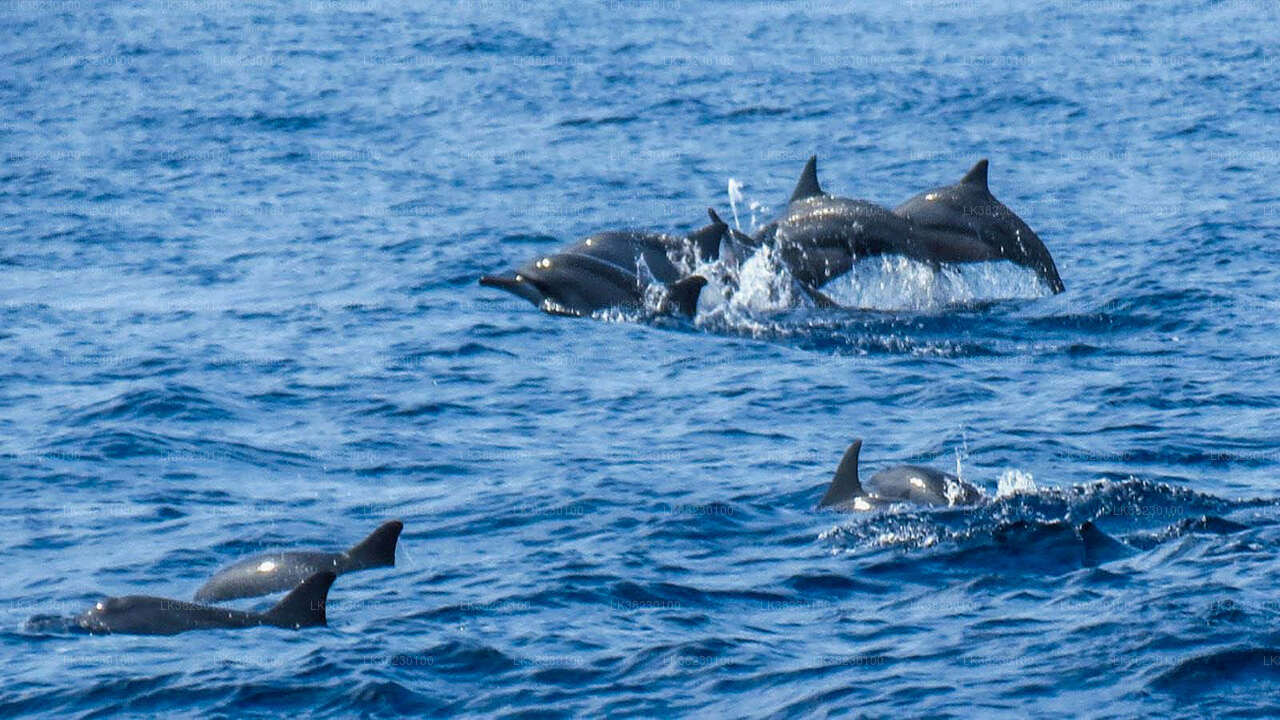 Dolphin Watching Boat Tour from Trincomalee