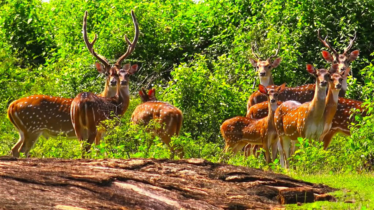 Privésafari in het nationale park Udawalawe