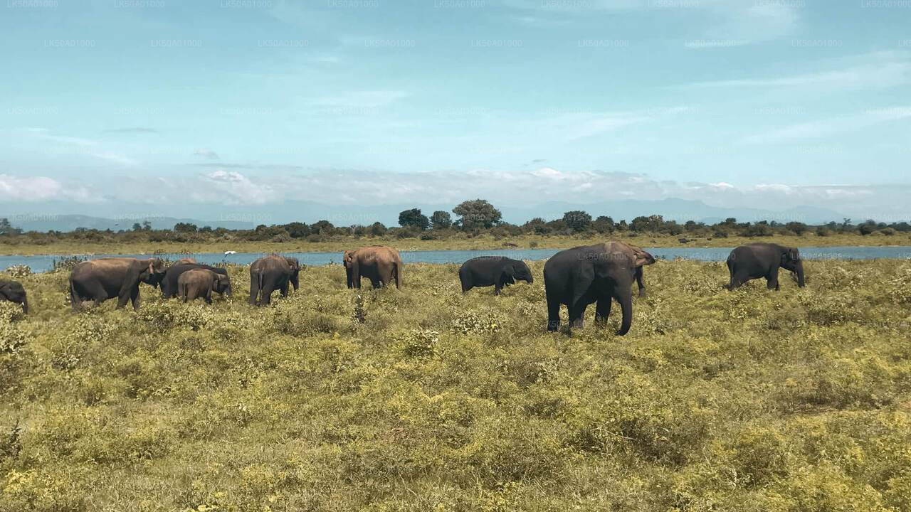Privésafari in Udawalawe National Park met natuuronderzoeker