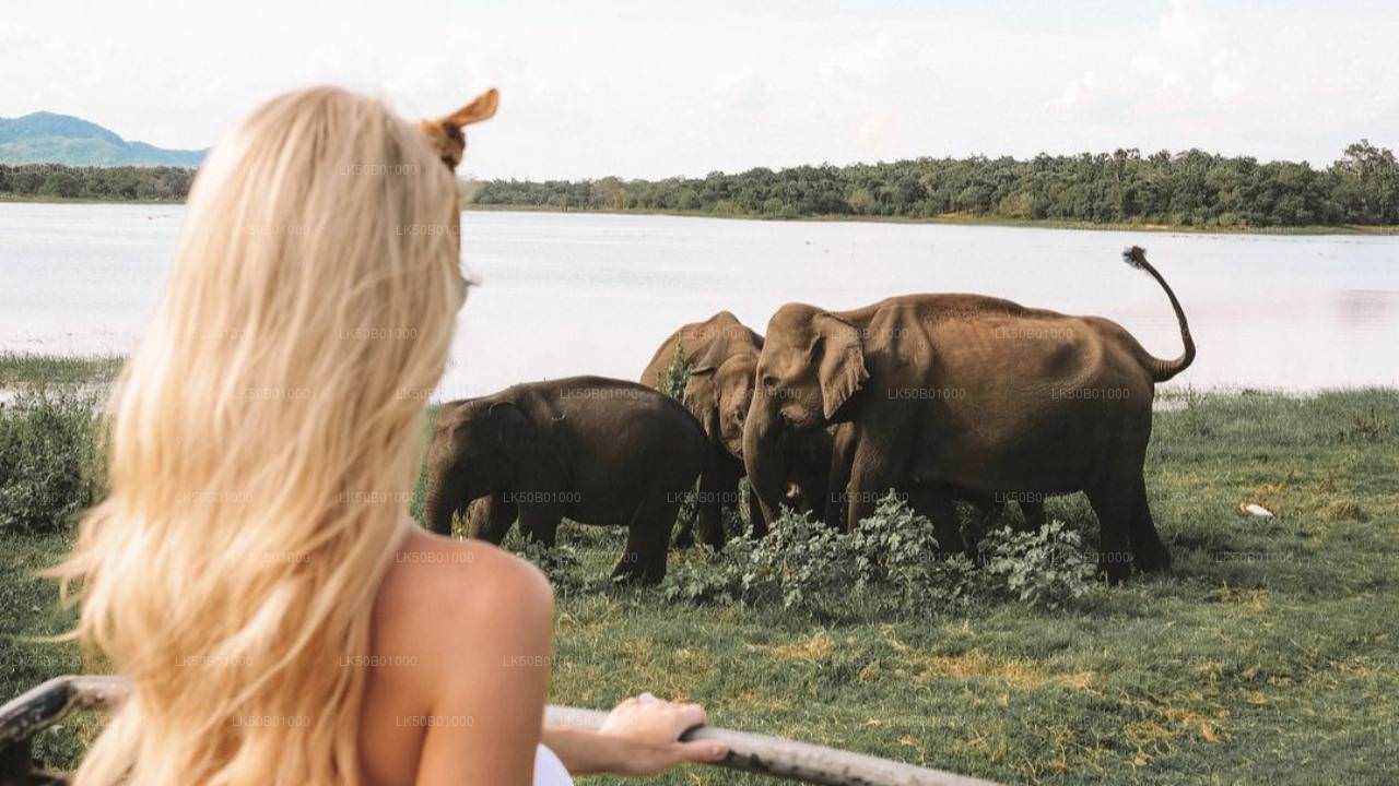 Safari met wilde olifanten in het nationale park Minneriya