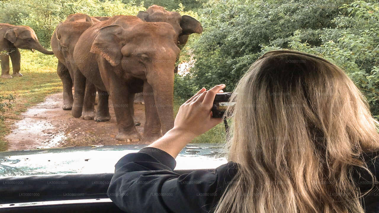 Safari met wilde olifanten in het nationale park Minneriya