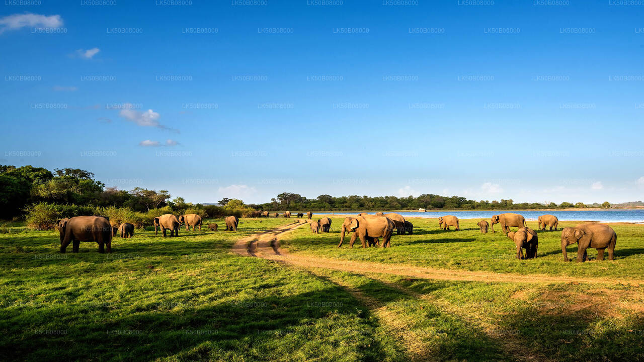 Privésafari The Great Elephant Gathering vanuit Minneriya