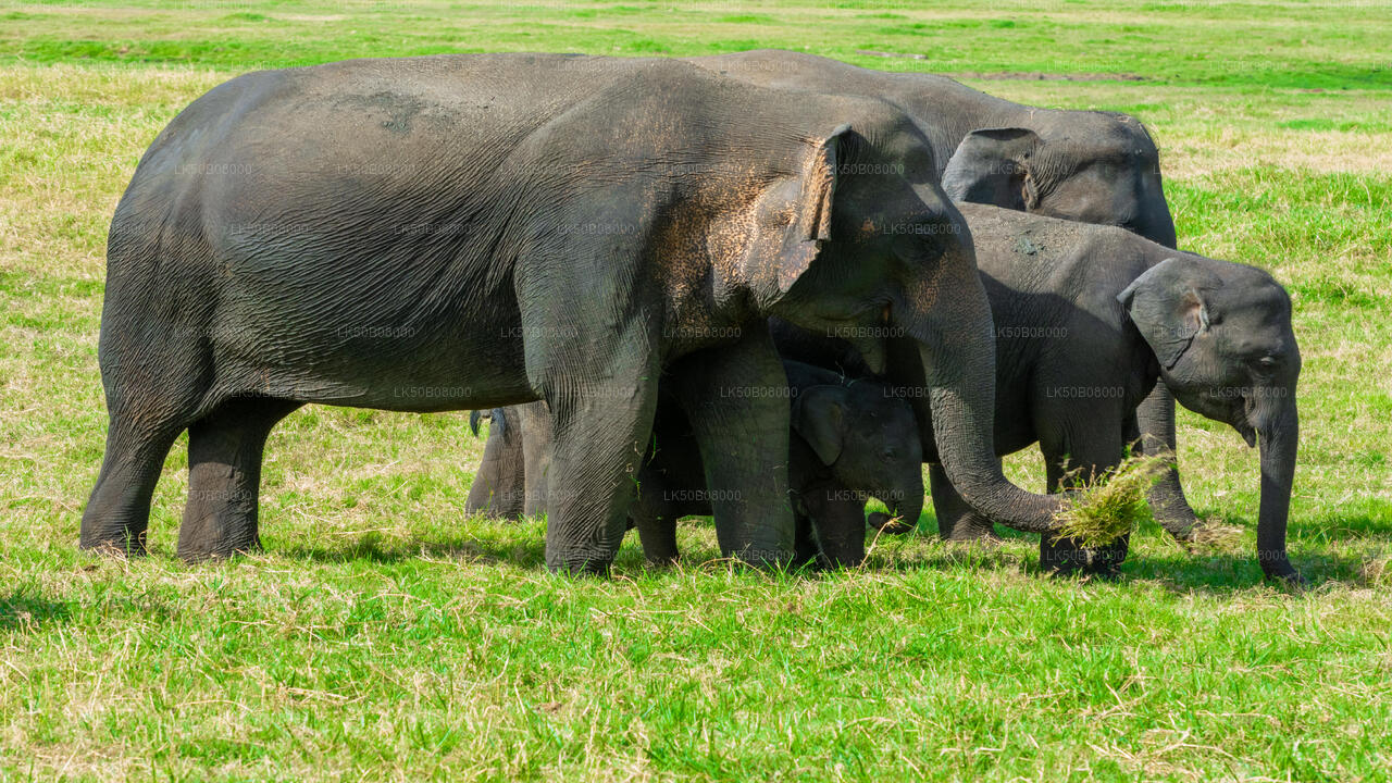 Privésafari The Great Elephant Gathering vanuit Minneriya