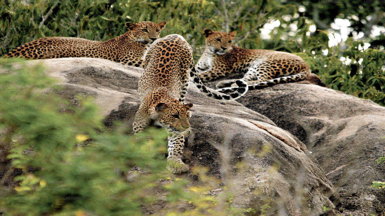 Safari in het nationale park Yala vanuit Tissamaharama