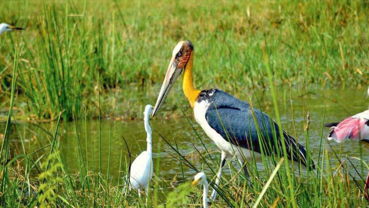 Privésafari in het nationale park Bundala