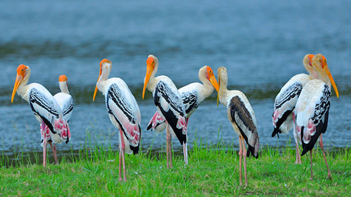 Privésafari in het nationale park Bundala