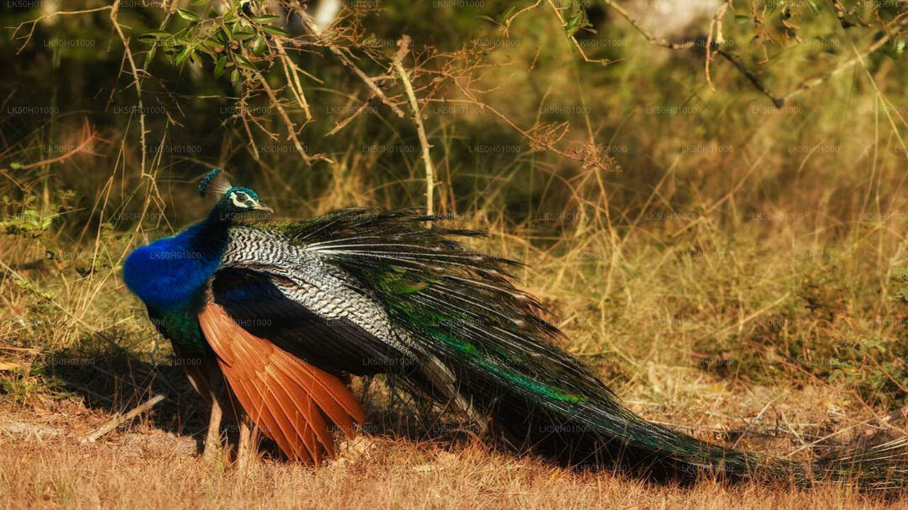 Privésafari in het nationale park Bundala