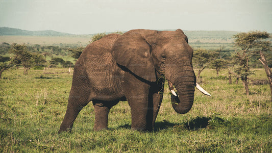 Privésafari in het nationale park Wasgamuwa