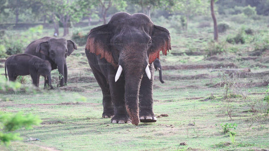 Privésafari in het nationale park Kalawewa