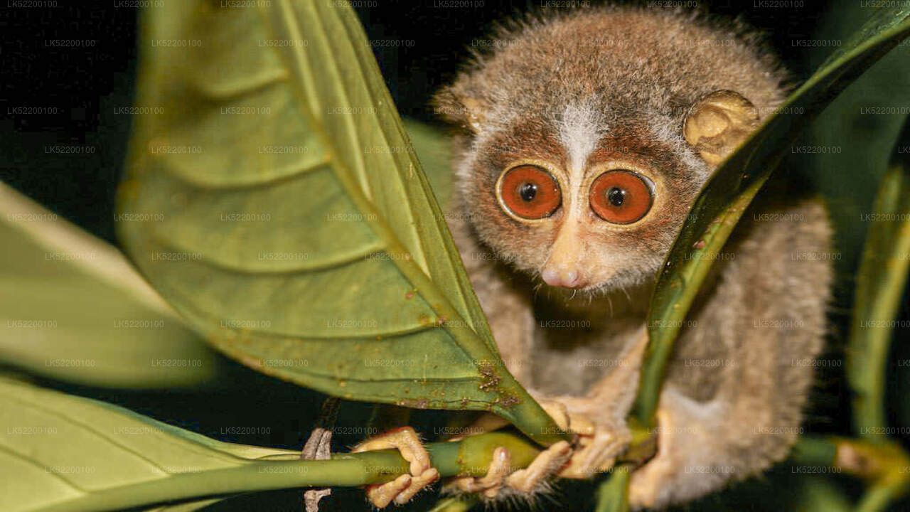 Loris kijkt toe vanuit Sigiriya