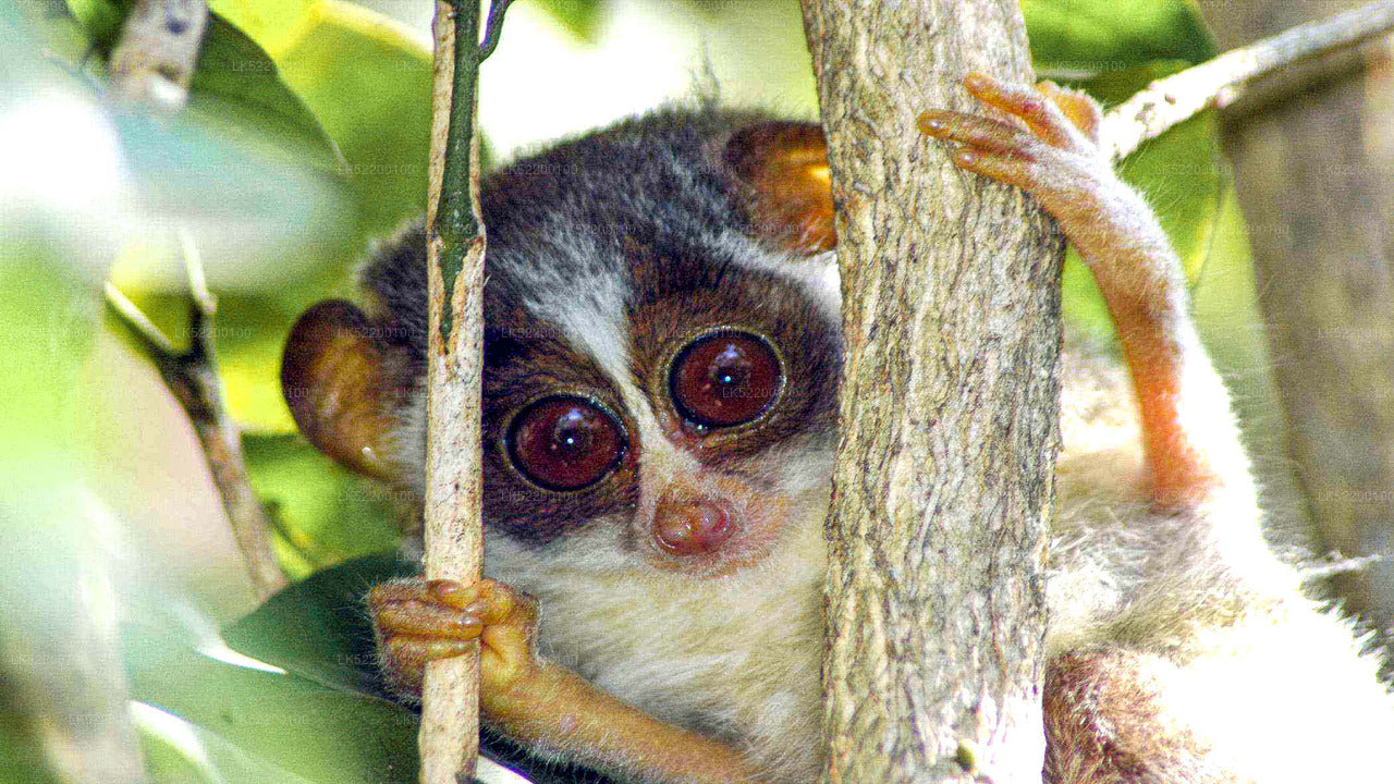 Loris kijkt toe vanuit Sigiriya