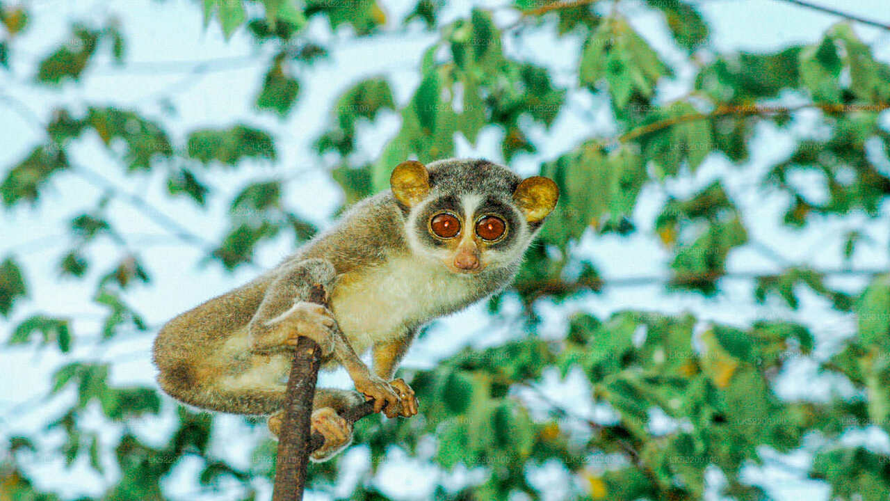 Loris kijkt toe vanuit Sigiriya