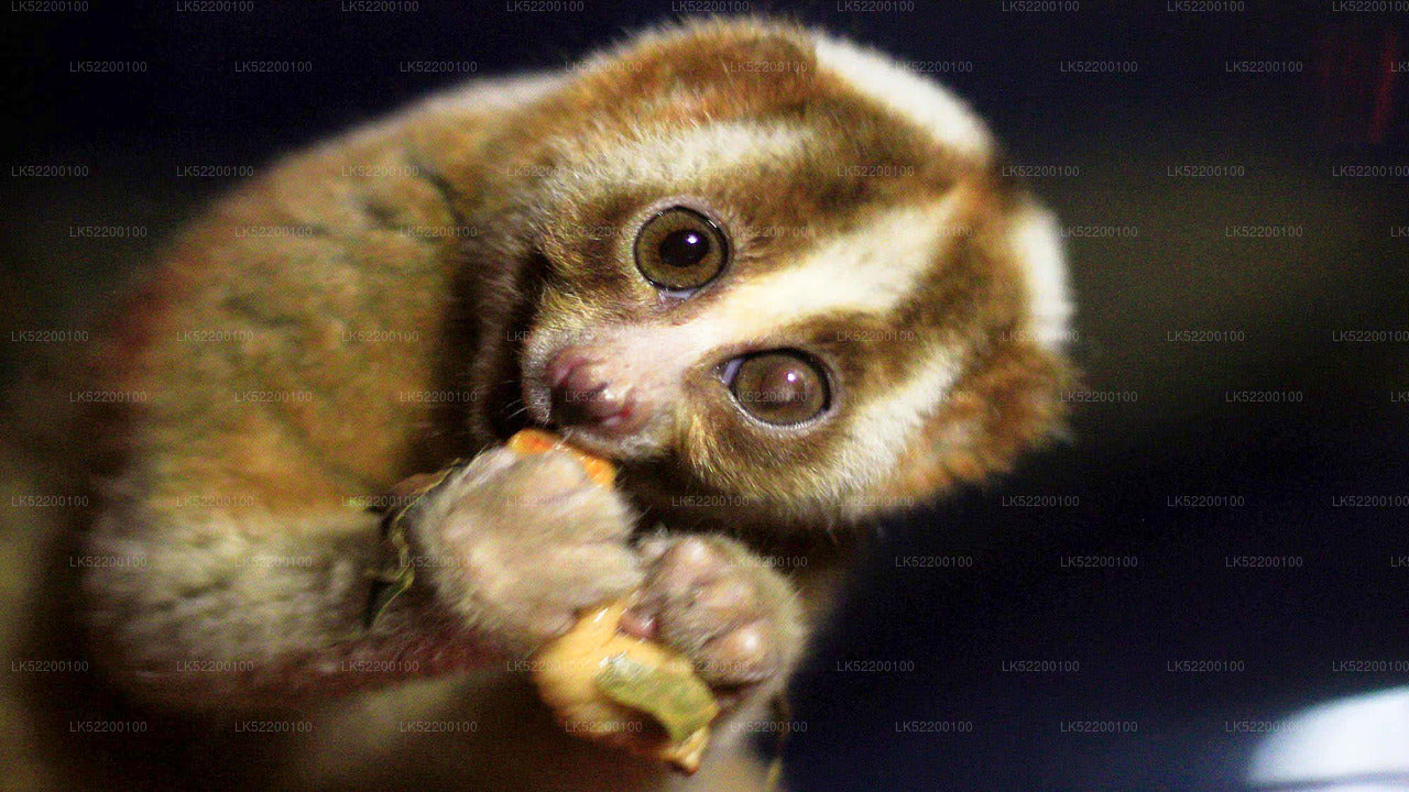 Loris kijkt toe vanuit Sigiriya