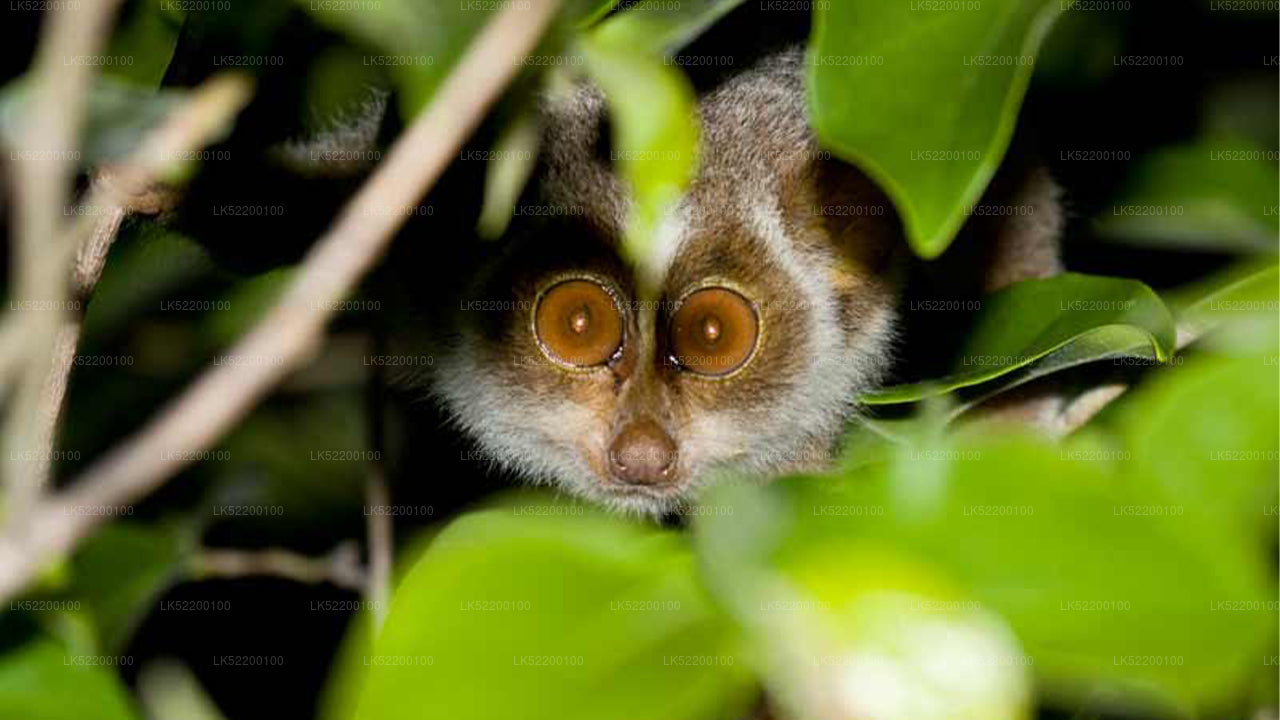 Loris kijkt toe vanuit Sigiriya