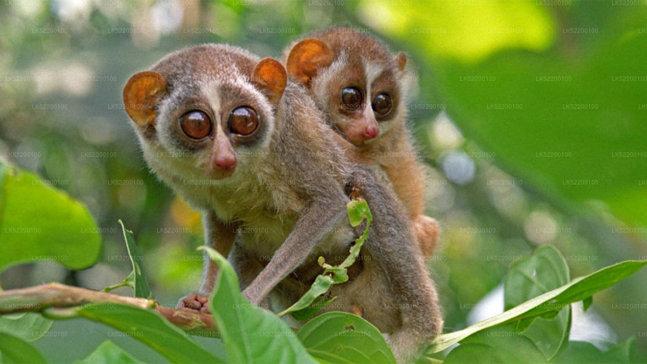 Loris kijkt toe vanuit Sigiriya