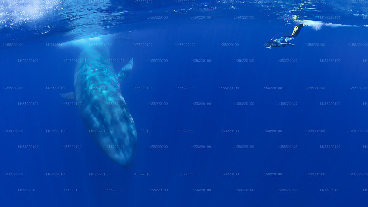 Snorkeling with Whales from Trincomalee