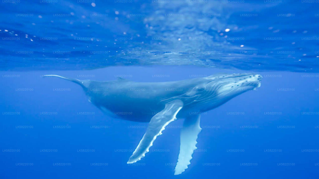 Snorkeling with Whales from Trincomalee