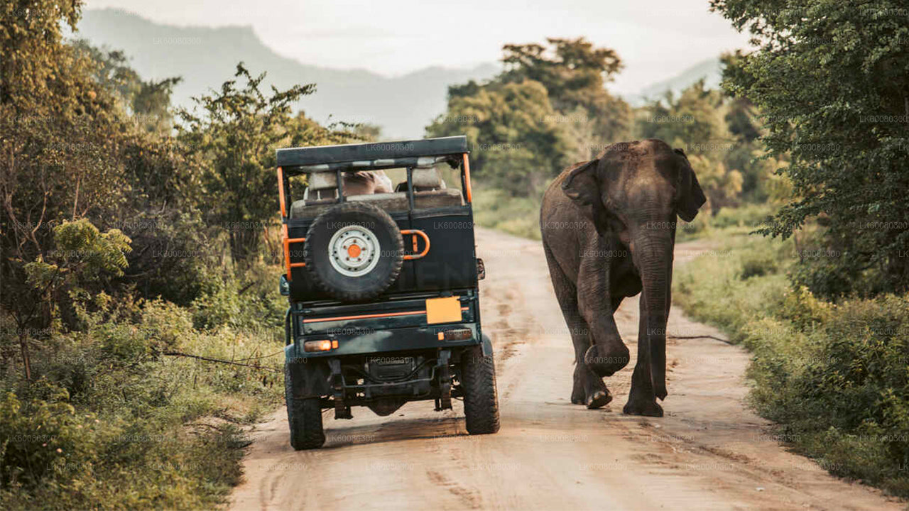 Safari in het nationale park Udawalawe vanuit Mirissa