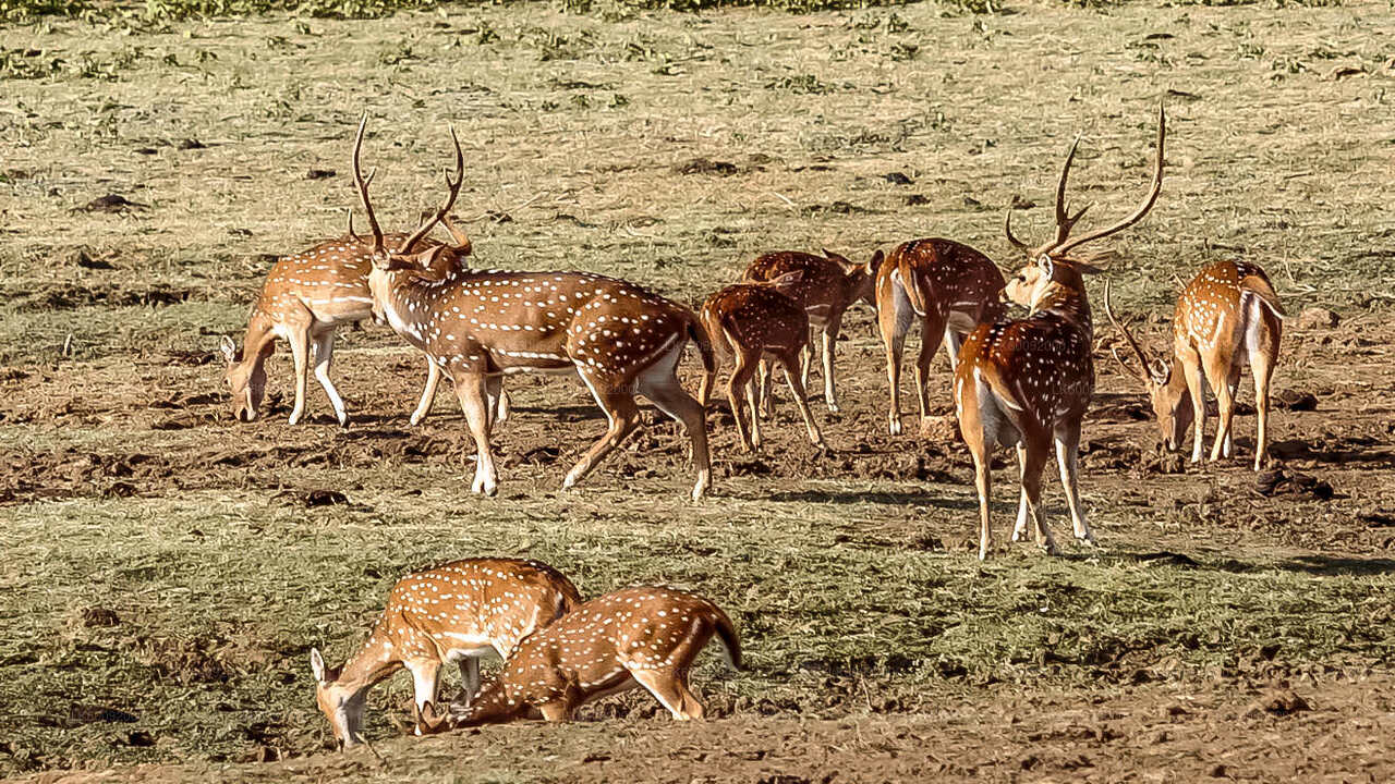Safari in het nationale park Udawalawe vanuit Ella