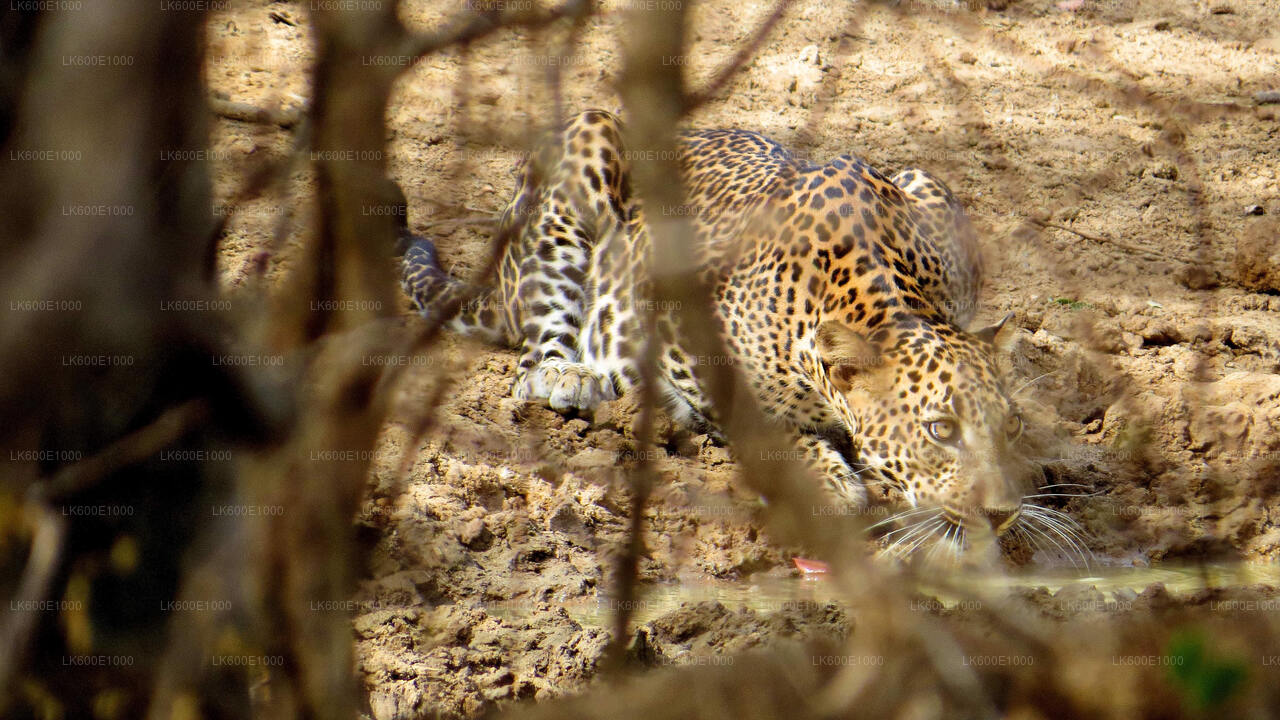 Yala National Park Safari from Beruwala