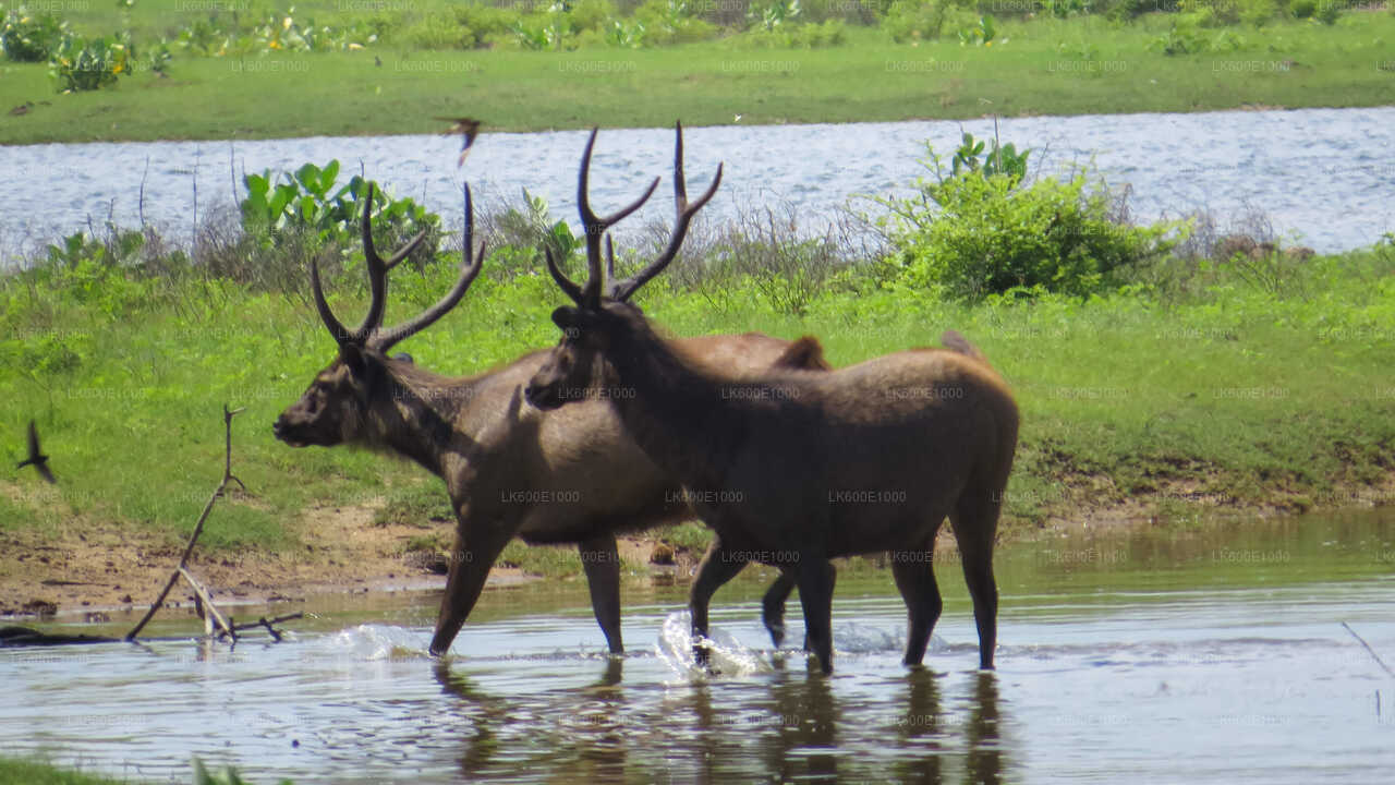 Yala National Park Safari from Beruwala