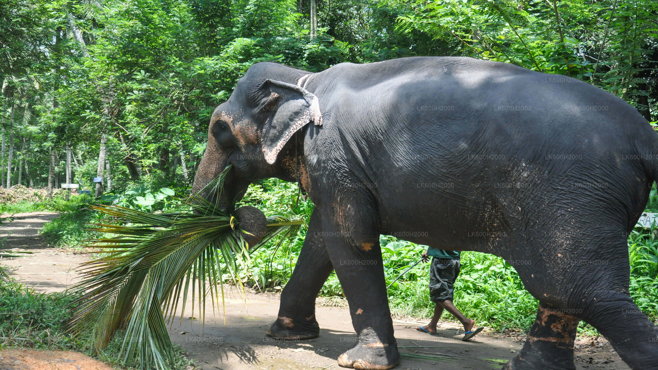 Bezoek van de Millennium Elephant Foundation vanaf de luchthaven van Colombo