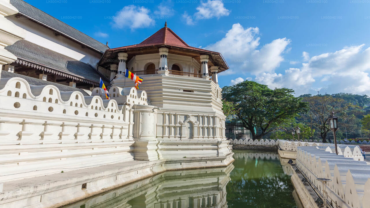 Kandy City Tour en bezoek aan de Millennium Elephant Foundation vanuit Colombo