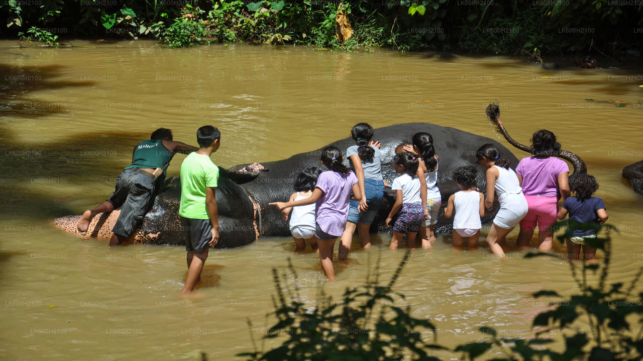 Kandy City Tour en bezoek aan de Millennium Elephant Foundation vanuit Colombo