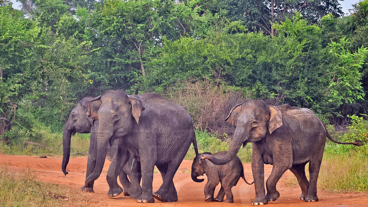 Udawalawe National Park Safari from Galle